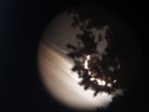 Sonnensichel_mit_Baum